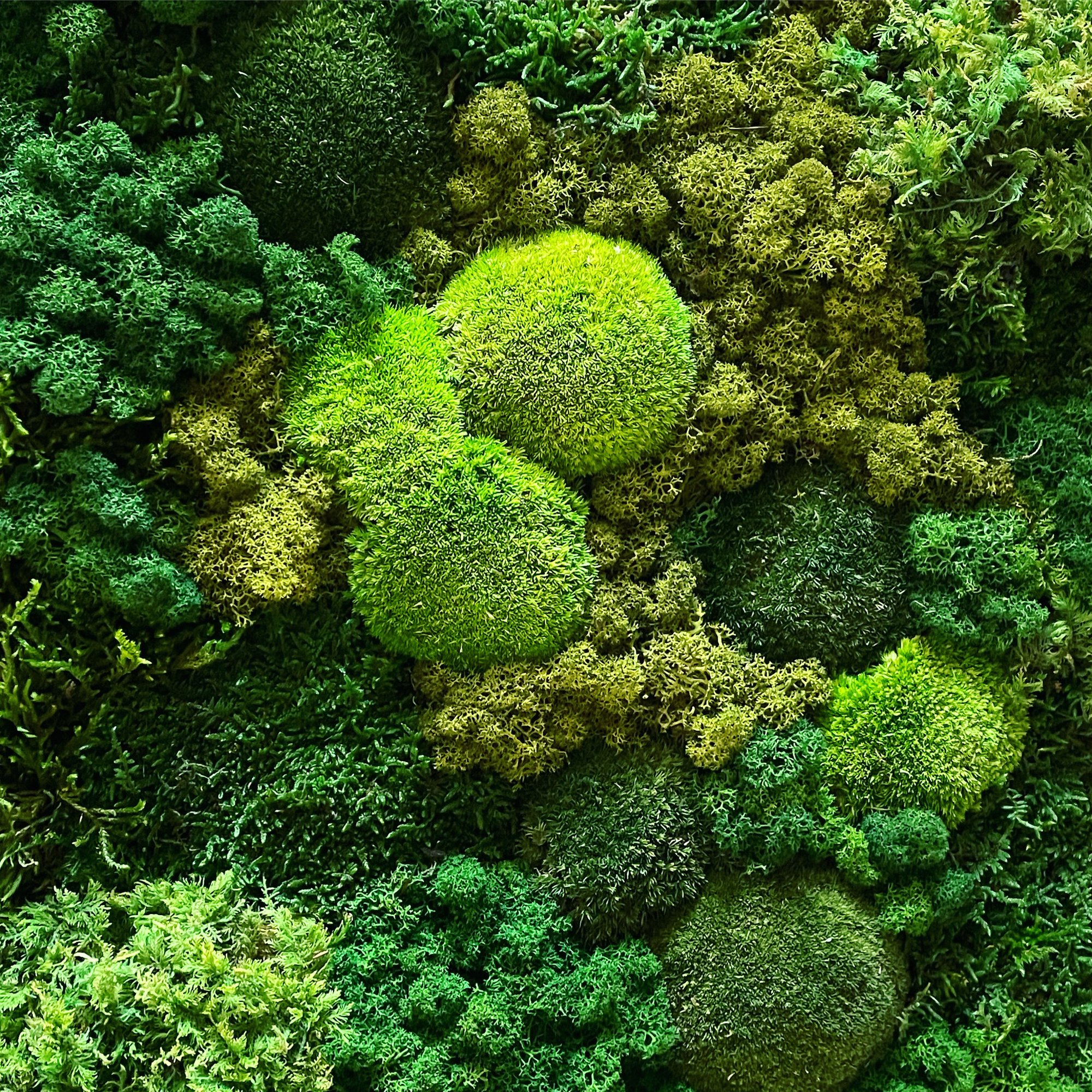 7. Mix Moss Naturel Plus/Wild